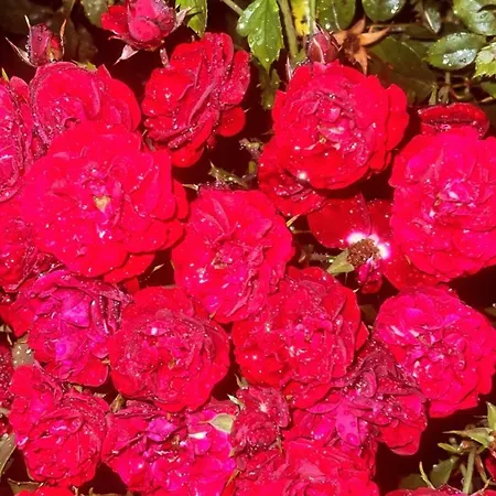 Moonglade Allure * Poljana