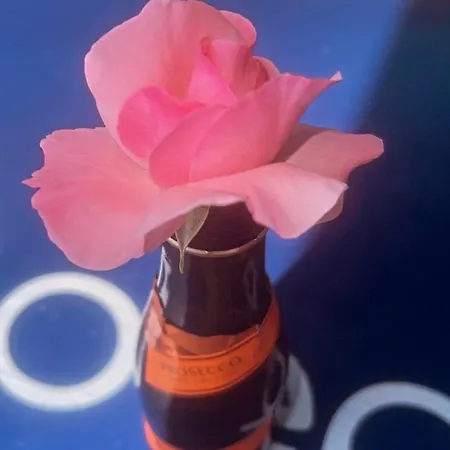 Moonglade Allure Poljana